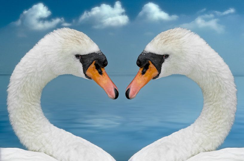 Swans in heart shape by Marcel van Balken