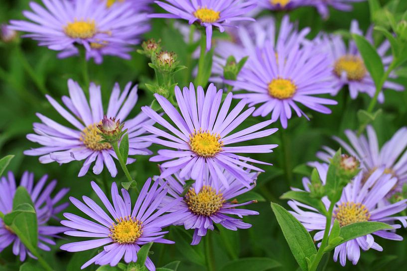 Summer Aster flowers by Jolanta Mayerberg
