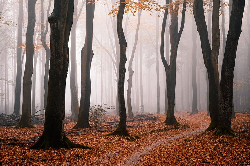 Nebel Magie von Tvurk Photography