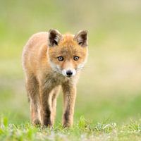 junger Fuchs im Gras