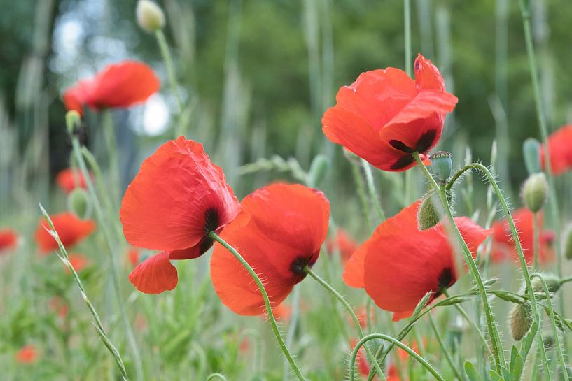 Mohnblume mit roten Blütenblätter von Martin Köbsch