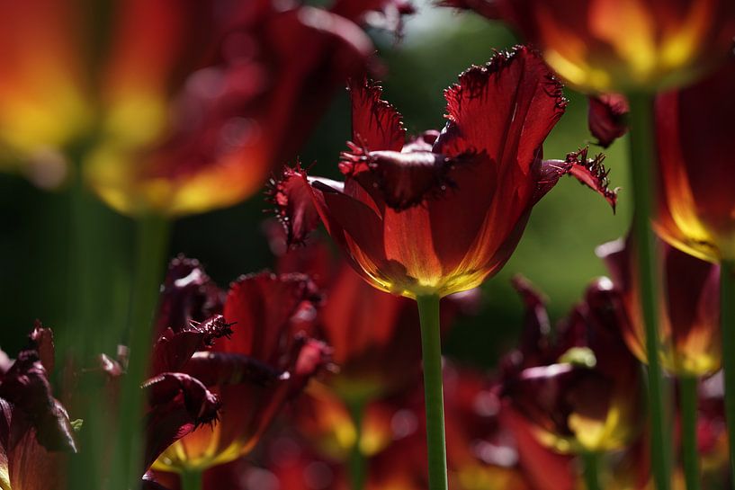 Tulpen von Marion Lucassen
