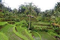 Verlaten rijstvelden