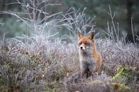Renard des landes à maturité.