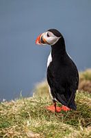 Papageientaucher Nahaufnahme