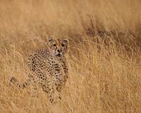 Cheetah one with the landscape.