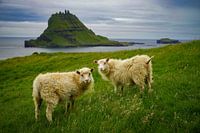 Twee schapen op de Faeröer islands