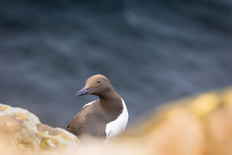 Die neugierige Trottellumme hat ein wachsames Auge auf dich von Dennis van Hof