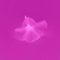 Fleur de couleur fuchsia