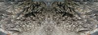 Photographic diptych wild goose wings - wild - magical realism