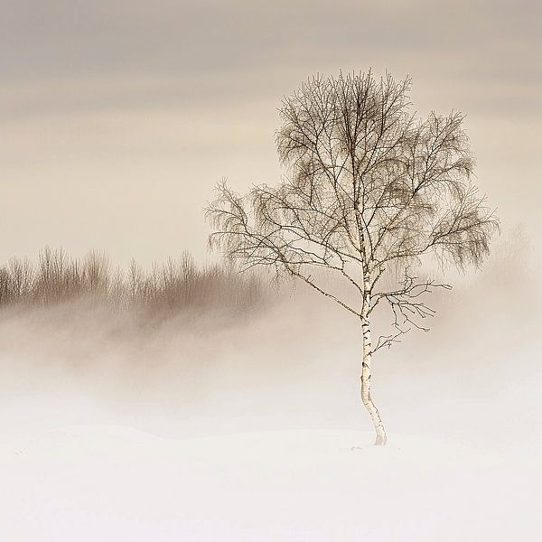 Mystique du bouleau - Un symbole de pureté et de renouveau dans les profondeurs de la forêt. par Karina Brouwer
