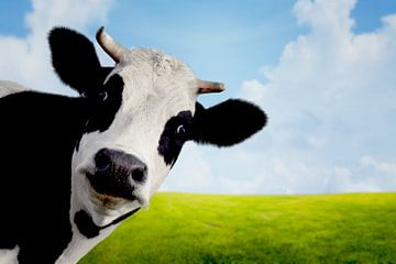 Cow In Summer Meadow by Diana van Tankeren