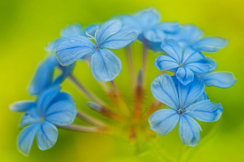 Plumbago by Monique Simons