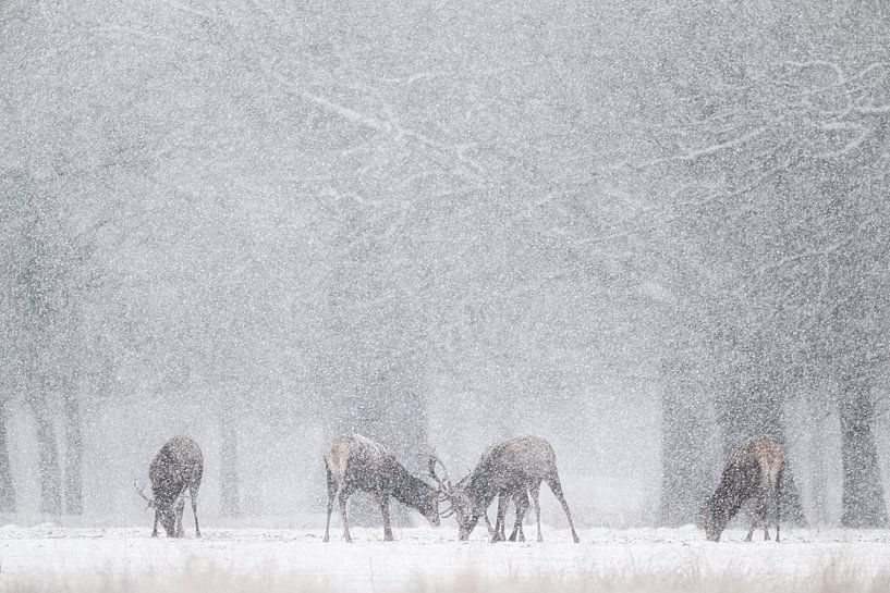 März Rothirsch von Elbert-Jan Achterberg