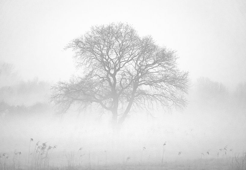 Arbre dans la brume matinale par Nils Steiner