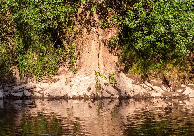 Aulne glutineux (Alnus glutinosa) sur les rives de la III par Kees van den Burg