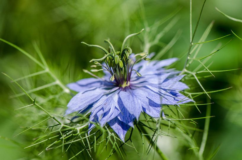 Nigella by Yvonne van der Meij