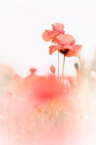 Genießen bei strahlendem Sonnenschein von Bob Daalder