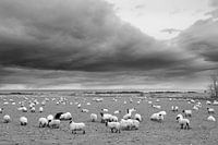 Schapen op het droge