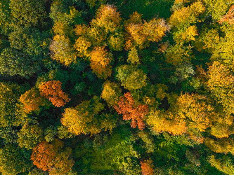 Autumn forest with colorful leaves seen from above by Sjoerd van der Wal Photography