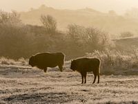Wisents im Morgennebel