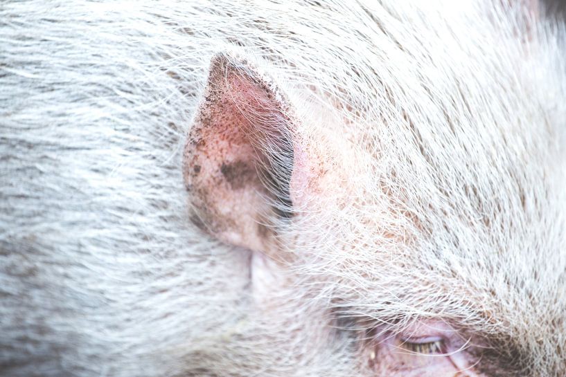 cochon d'Inde par Janiek van Dijk