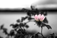 Aan het water... - By the water...