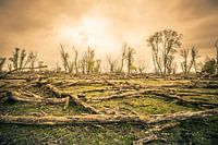 Der magische Anblick eines sterbenden Waldes