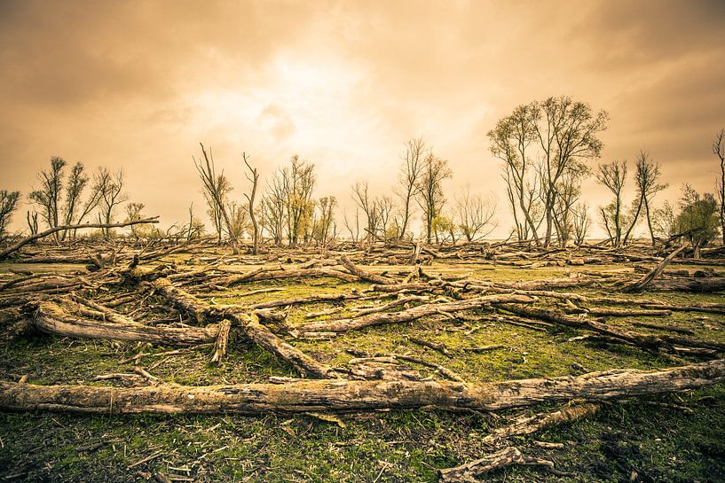 Der magische Anblick eines sterbenden Waldes von Thomas Boelaars