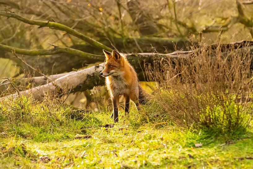 Fox par Merijn Loch