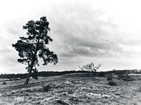 Landscape in black and white with a lonely tree