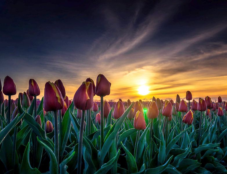 Lever de soleil dans un champ de tulipes d'Alkmaar 1 par Peter van der Waard