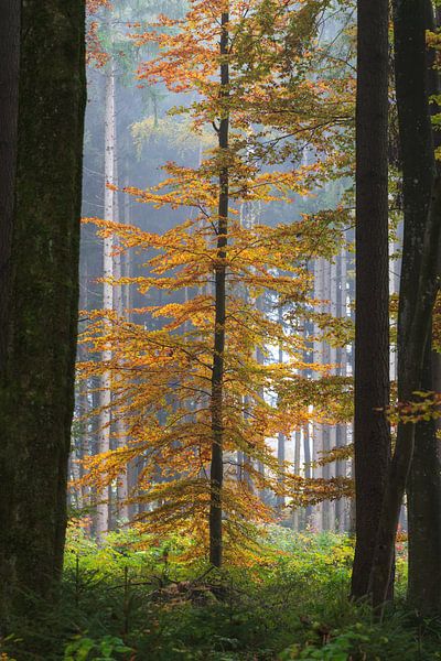 Laubbaum auf einer Lichtung im Wald im Herbst bei Nebel von Daniel Pahmeier