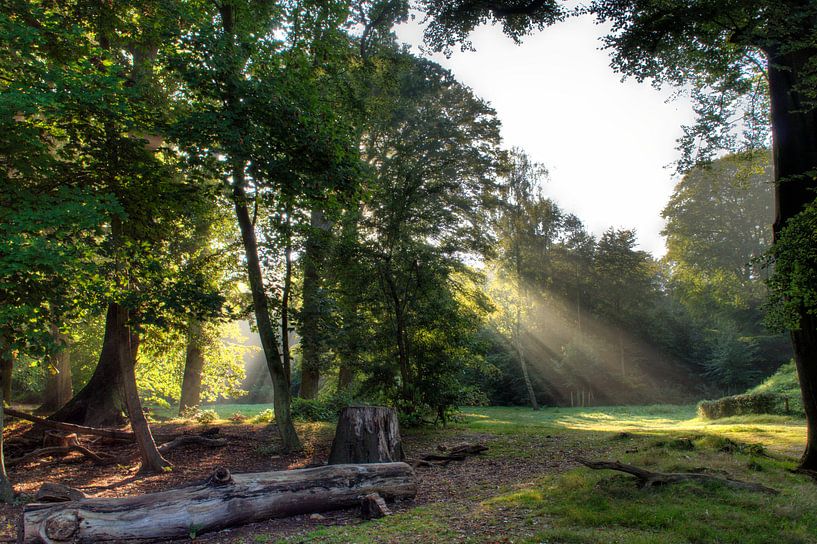 Sprookjesachtig bos von Zilte C fotografie