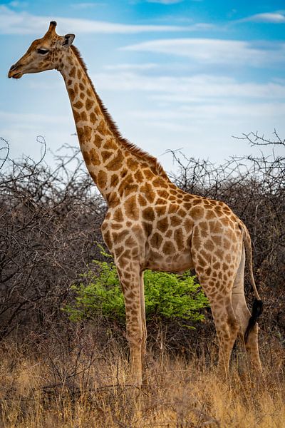Large African Giraffe in Namibia, Africa by Patrick Groß