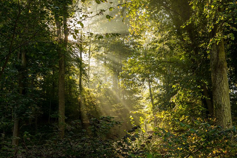 Lichtstrahlen von Severin Frank Fotografie