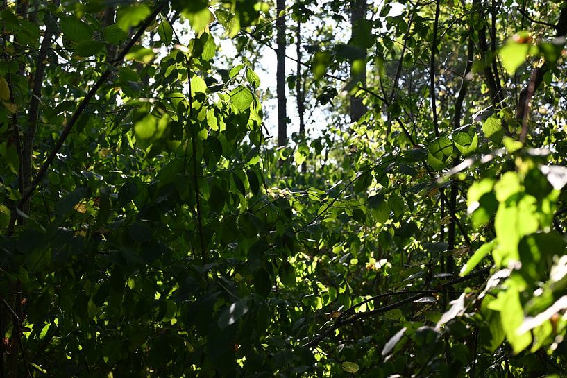 Photo d'arbres et de feuilles ensoleillés dans la forêt de Haarlemmermeer (Hoofddorp). par JGL Market