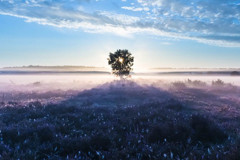 Wonderful sunrise on the Gooische Heide! by gooifotograaf