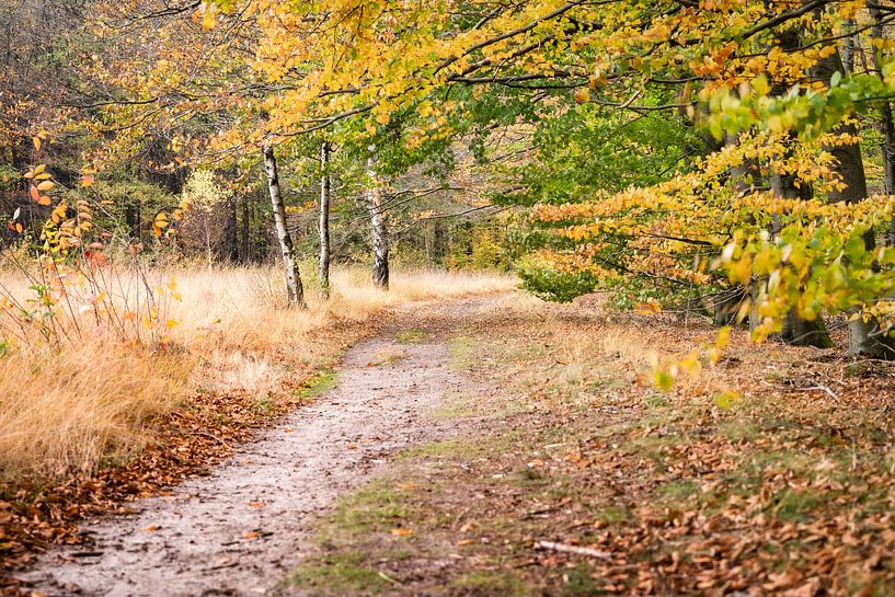 Chemin sablonneux à travers une forêt d'automne dans le paysage de la Drents par Fotografiecor .nl