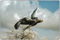 Stellerscher Weißkopfseeadler