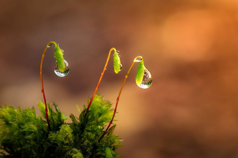 gouttelette par Frank Heldt