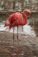 Le flamant rose
