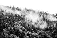 Schwarzwald in Deutschland, Nebel in Schwarz und Weiß