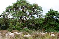 Frieden auf der Heide, weidende Schafe