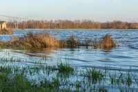Hoog water bij de IJssel, Welsum 