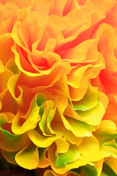 Makrofotografie einer Ranunkelblüte von Anette Jäger