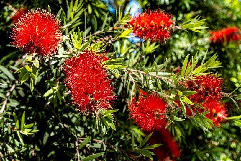 Fleur de cynorrhodon rouge cheminée par Dieter Walther