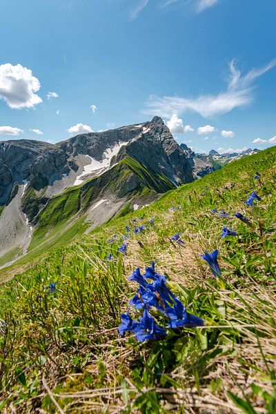 Gentiane au Grosse Wilden dans les Alpes d'Allgäu par Leo Schindzielorz