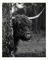 Scottish Highlander with passepartout in black and white