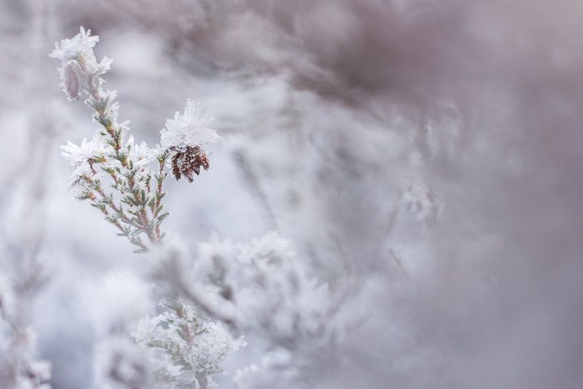 Vereiste Heidelandschaft von Danny Slijfer Natuurfotografie